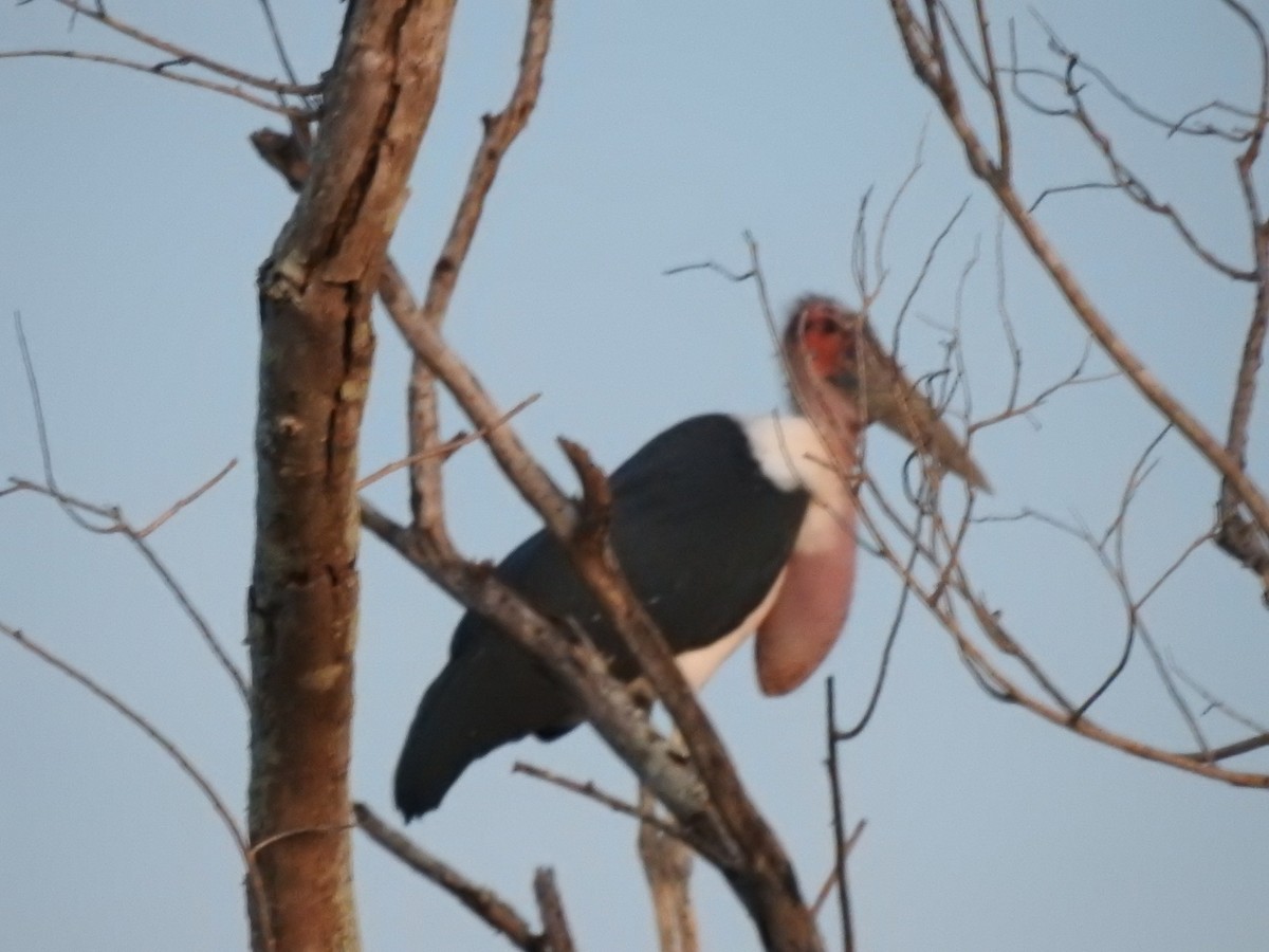 Marabou Stork - Daniel Abbott