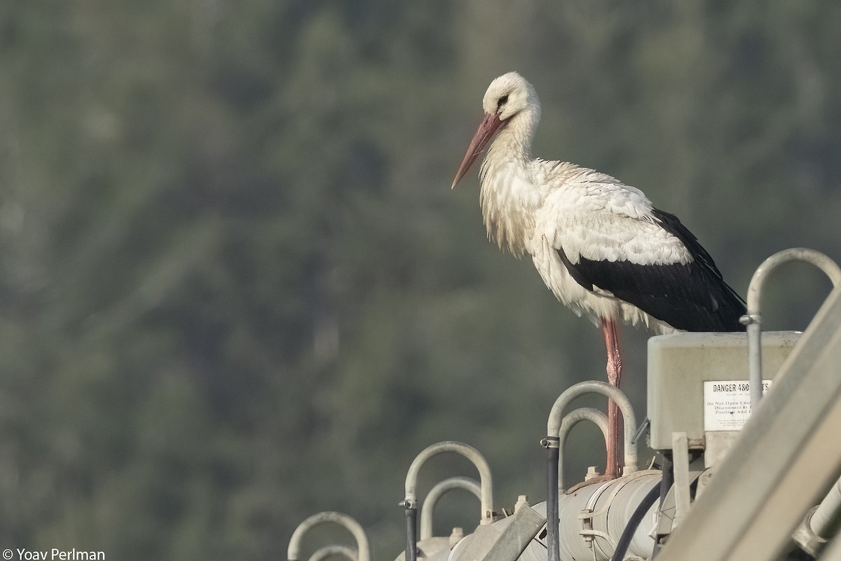 White Stork - Yoav Perlman