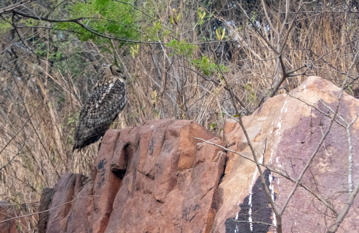 Rock Eagle-Owl - ML617412971