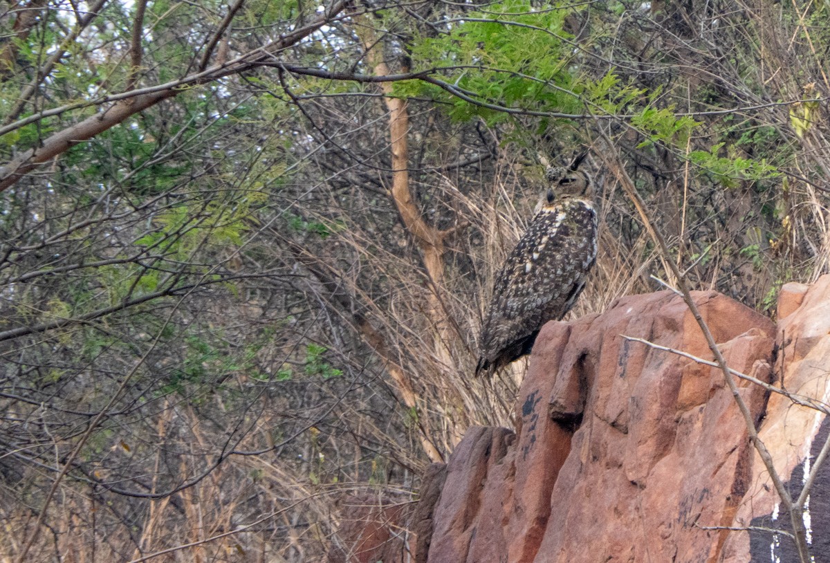 Rock Eagle-Owl - ML617412973