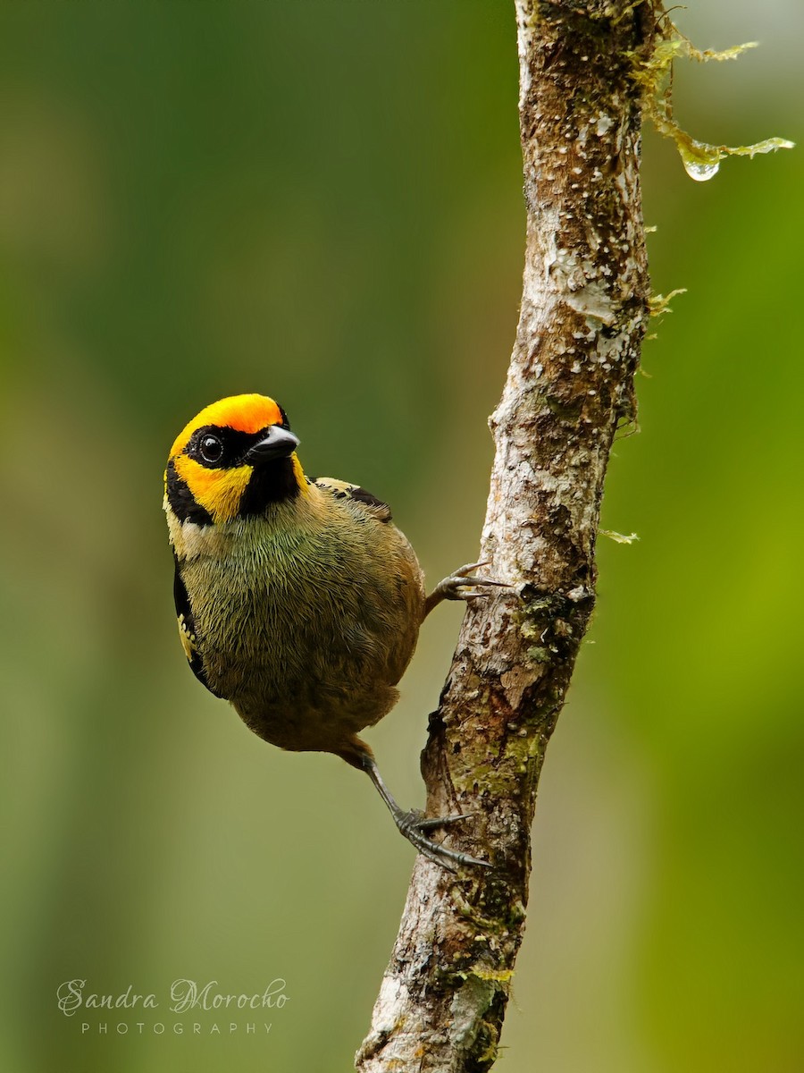 Flame-faced Tanager - ML617413041