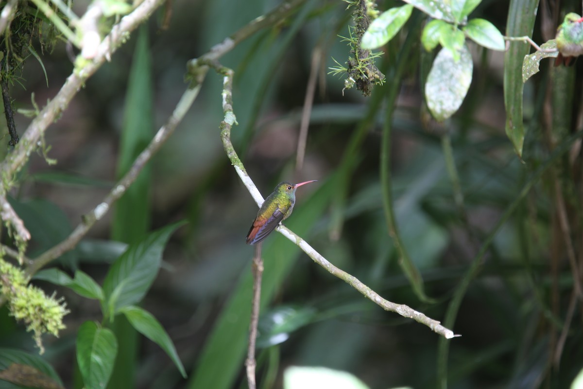 Rufous-tailed Hummingbird (Rufous-tailed) - ML617413044