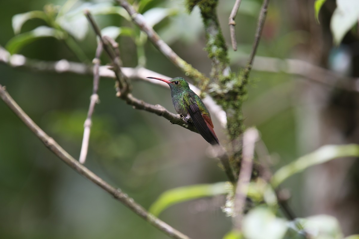 Rufous-tailed Hummingbird (Rufous-tailed) - ML617413045