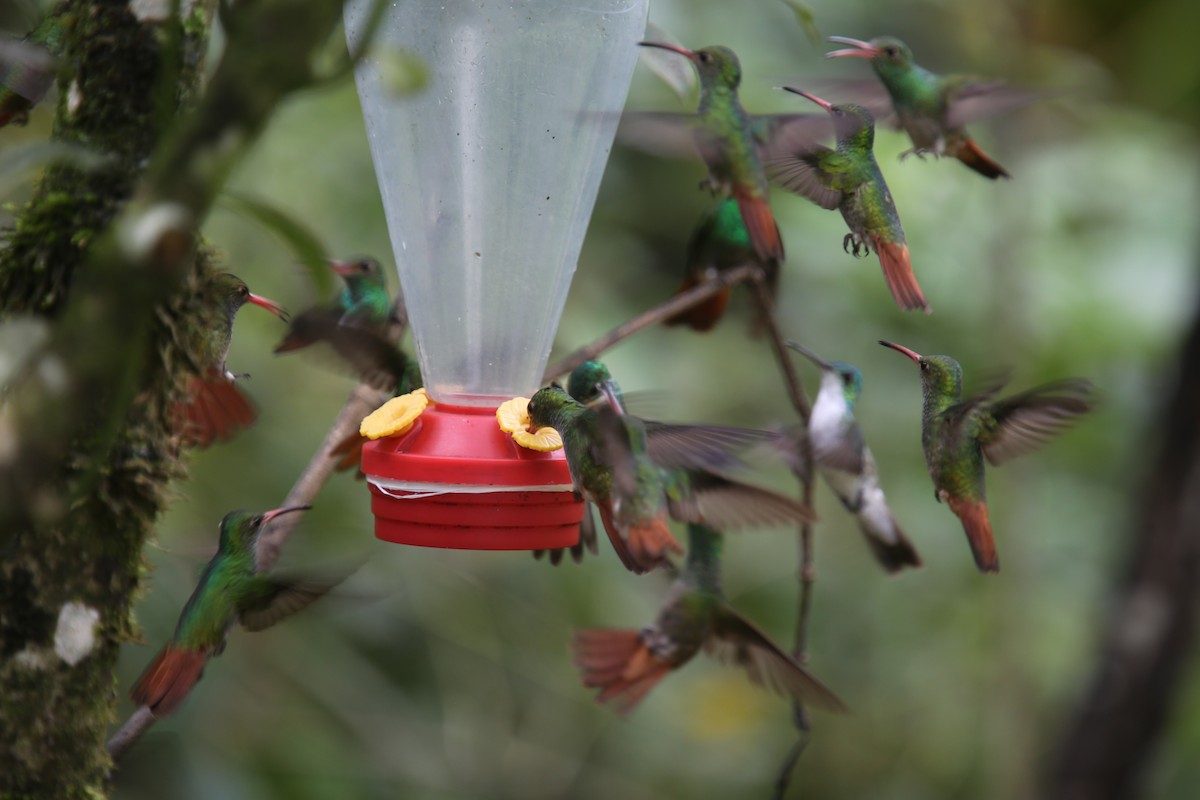 Rufous-tailed Hummingbird (Rufous-tailed) - ML617413046