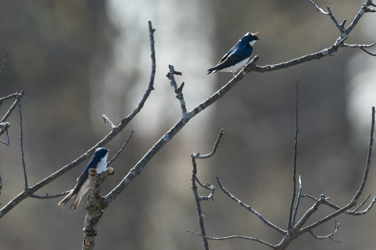 Tree Swallow - patrick horan