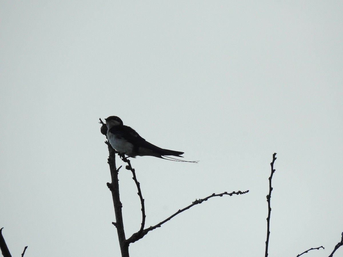 Wire-tailed Swallow - ML617413176