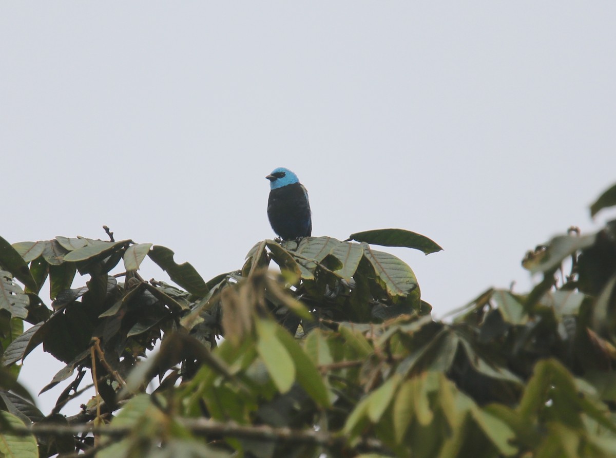 Blue-necked Tanager - ML617413209