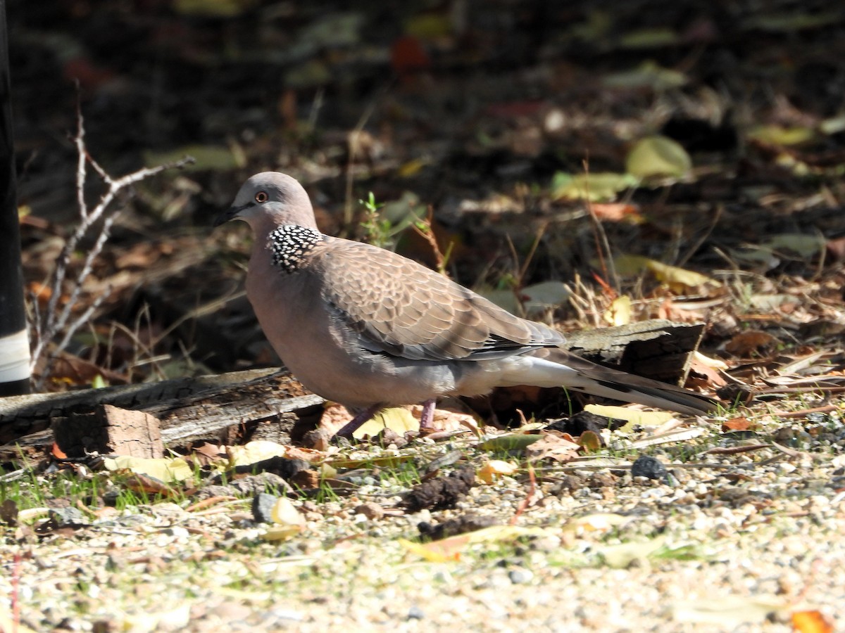 Spotted Dove - ML617413304