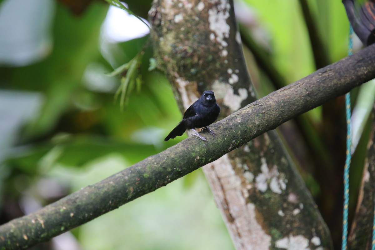 White-lined Tanager - Desmond Allen