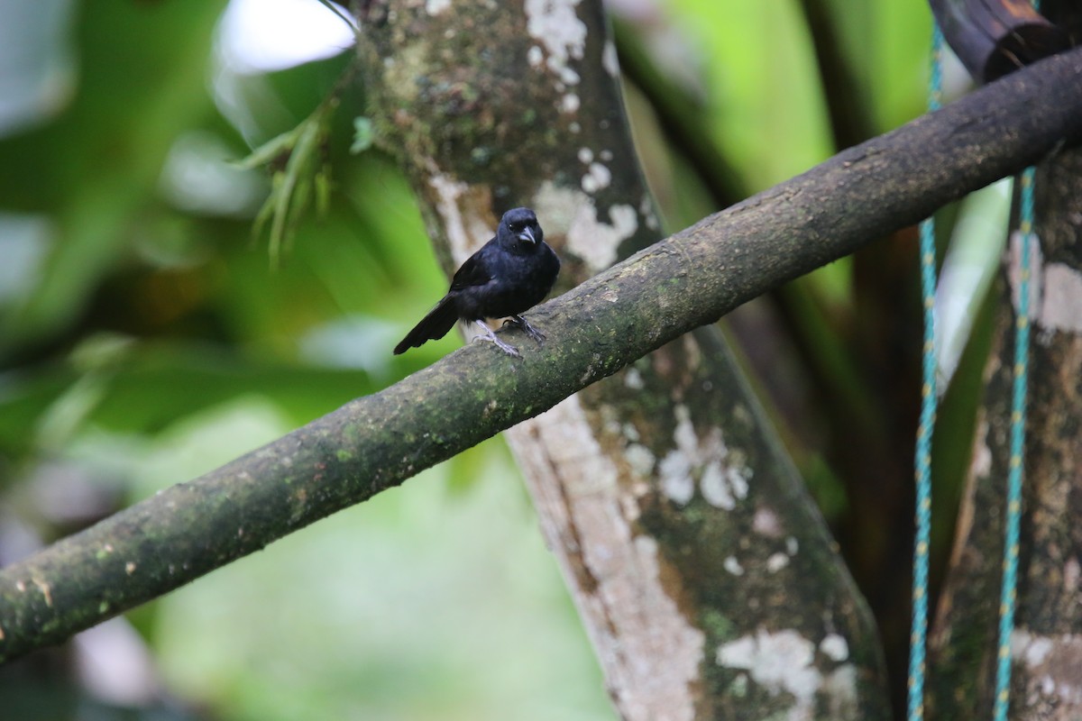 White-lined Tanager - ML617413366