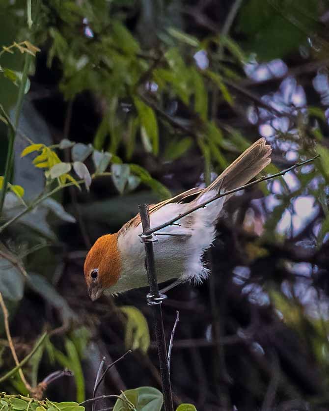 White-breasted Parrotbill - ML617413392