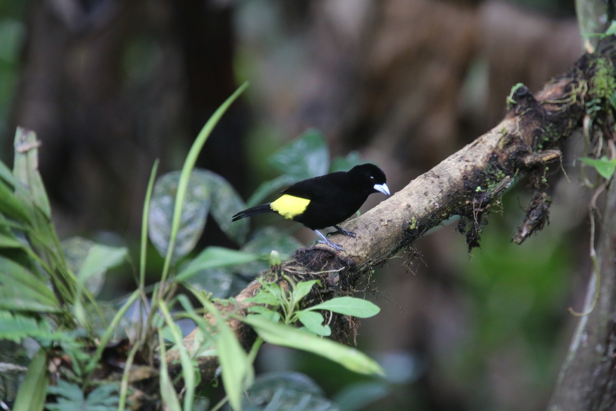 Flame-rumped Tanager (Lemon-rumped) - ML617413422