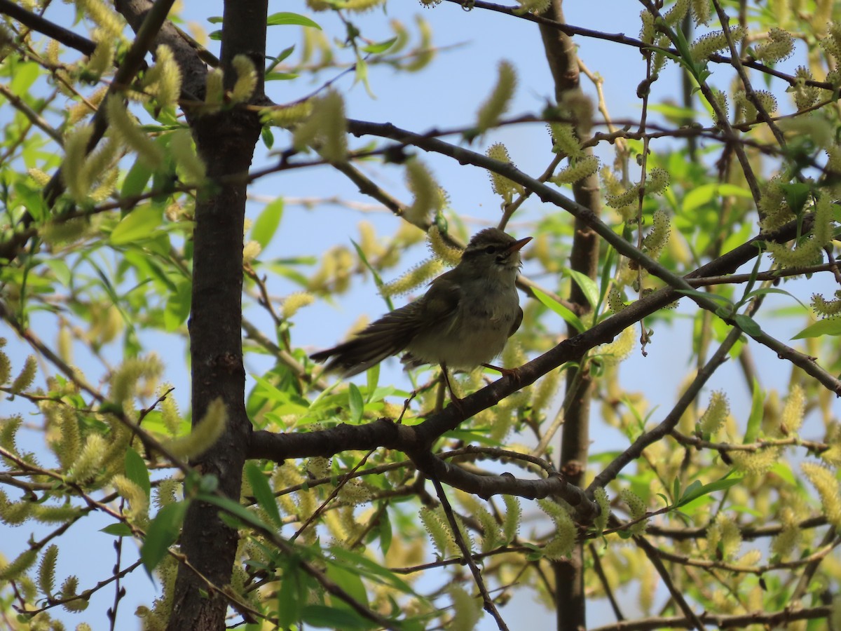 Eastern Crowned Warbler - Mingyun Seo