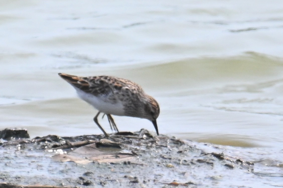Long-toed Stint - Ting-Wei (廷維) HUNG (洪)
