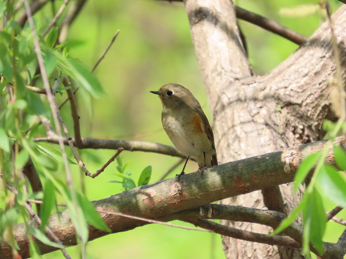 Red-flanked Bluetail - ML617413456