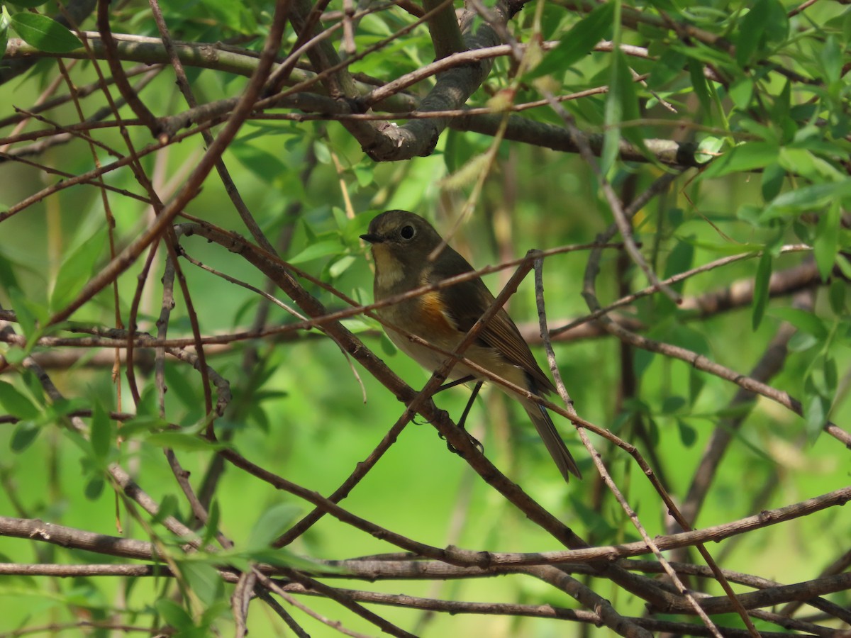 Red-flanked Bluetail - ML617413457