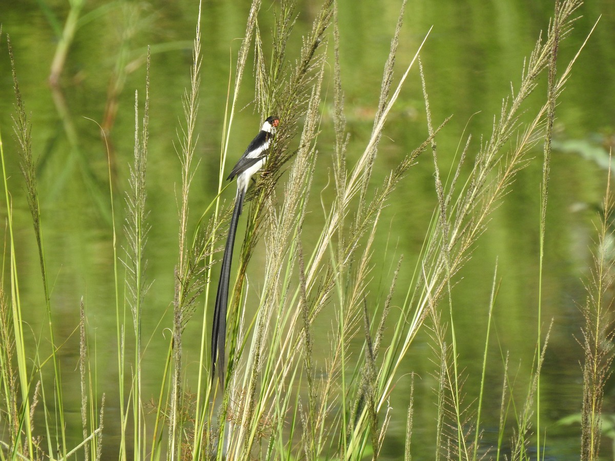 Pin-tailed Whydah - ML617413629