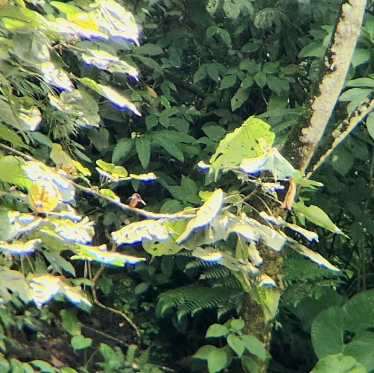 Blue-eared Kingfisher - ML617413654
