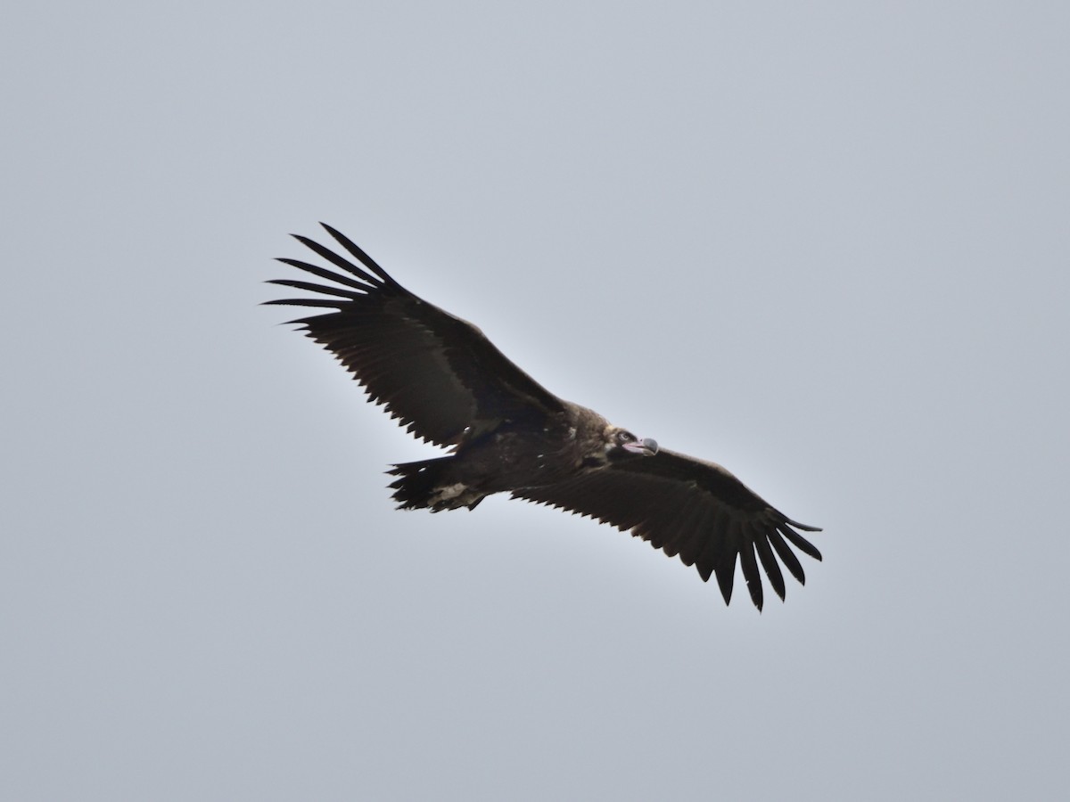 Cinereous Vulture - ML617413698