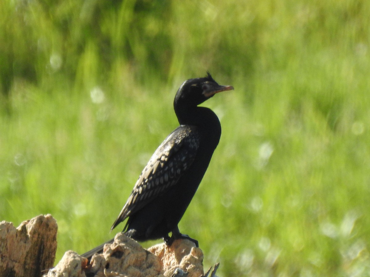 Long-tailed Cormorant - ML617413707
