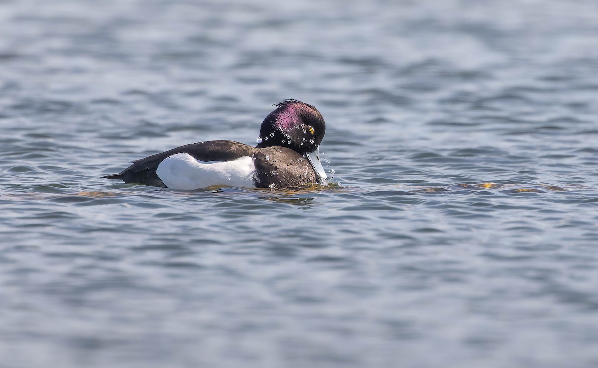 Tufted Duck - ML617413718