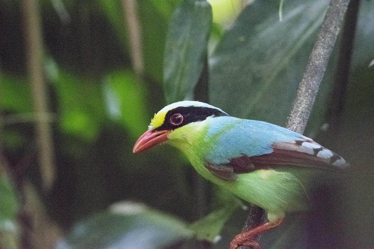 Common Green-Magpie - Naret Kunthawong