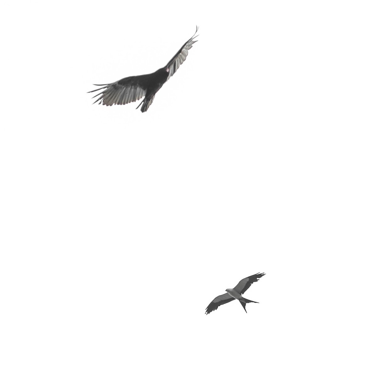 Swallow-tailed Kite - Scott Mullens