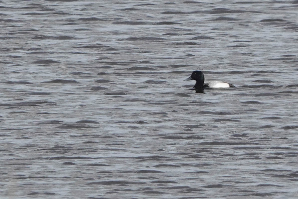 Greater Scaup - Robert Wright