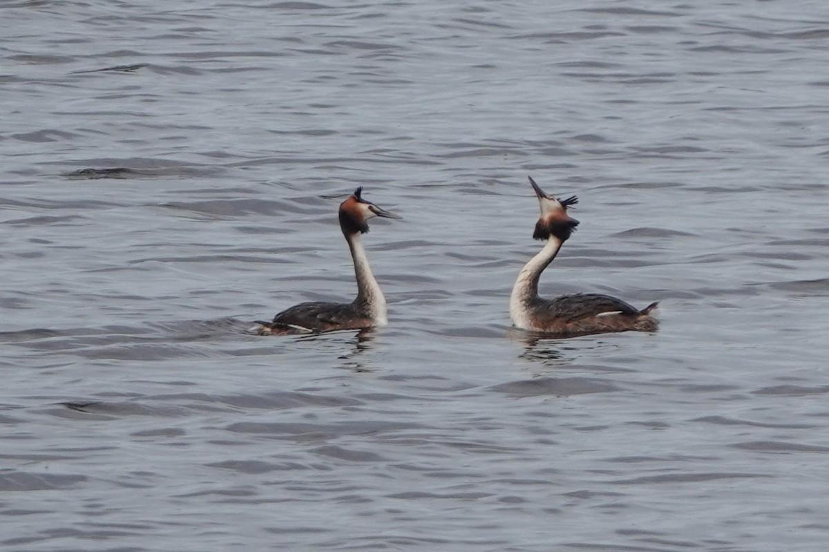 Great Crested Grebe - ML617413949