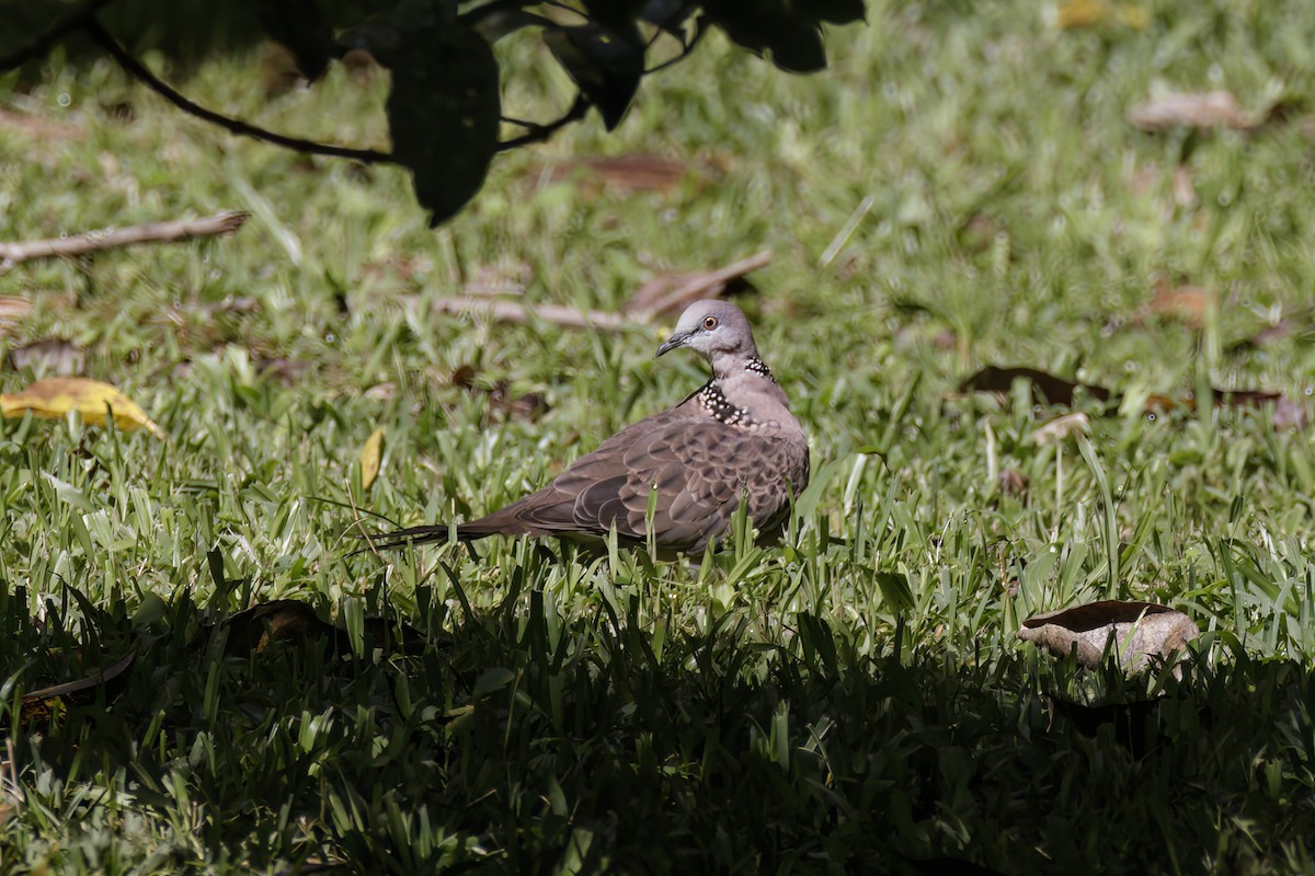 Spotted Dove - ML617413959