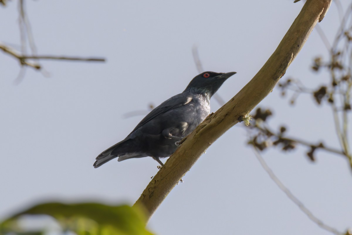 Short-tailed Starling - ML617413991