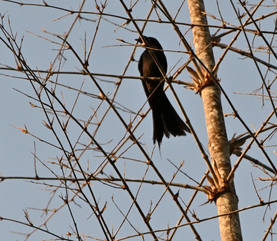 Greater Racket-tailed Drongo - ML617414057