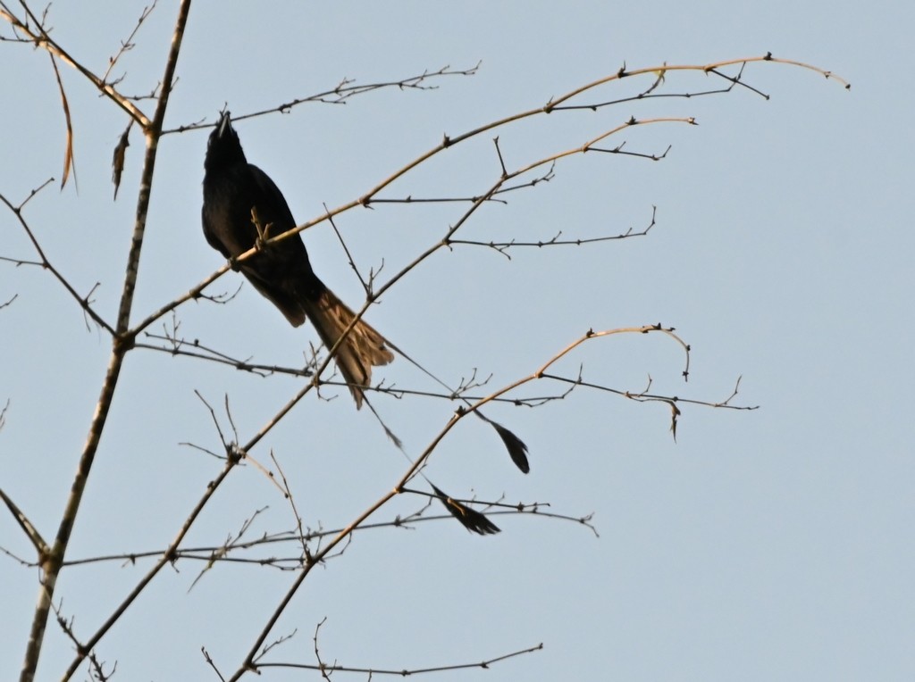 Greater Racket-tailed Drongo - ML617414058