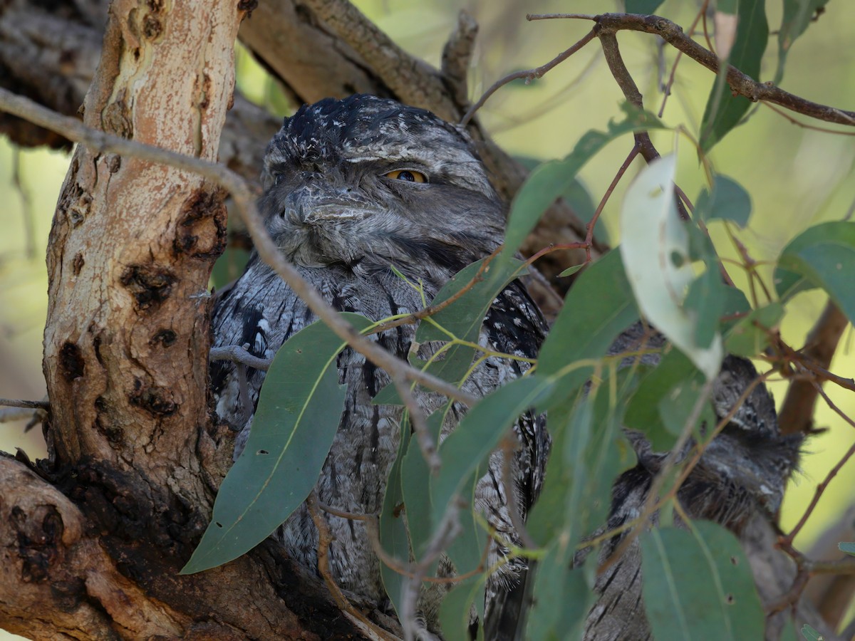 Tawny Frogmouth - Michael Sanders