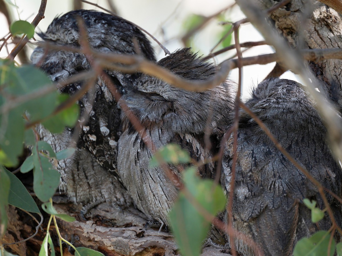 Tawny Frogmouth - Michael Sanders