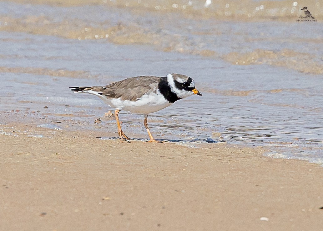 Common Ringed Plover - ML617414130