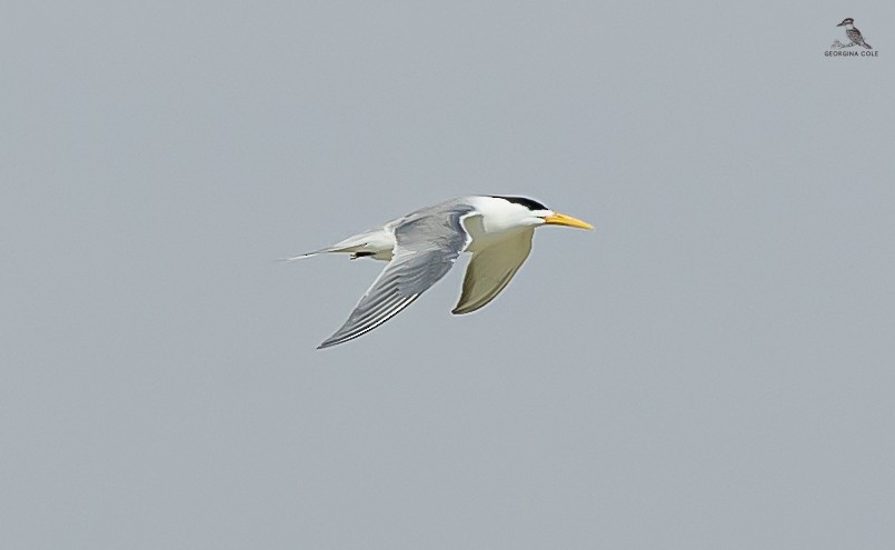 Great Crested Tern - Georgina Cole