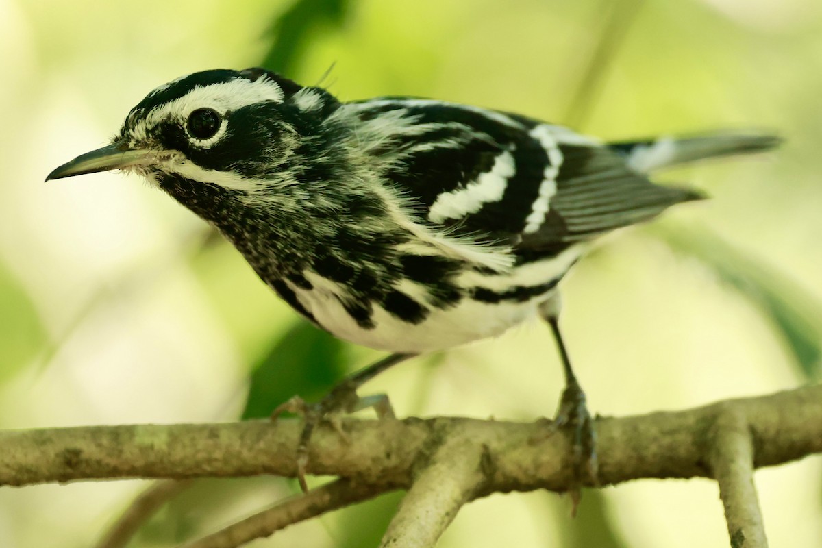 Black-and-white Warbler - ML617414179