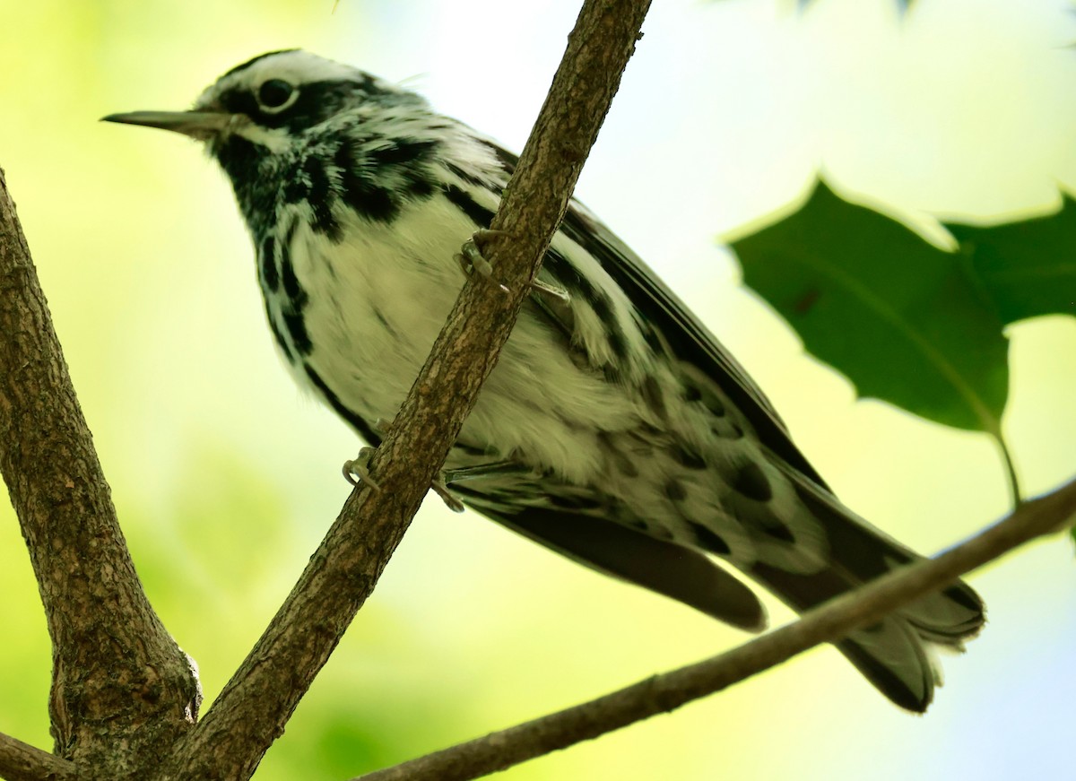 Black-and-white Warbler - ML617414180