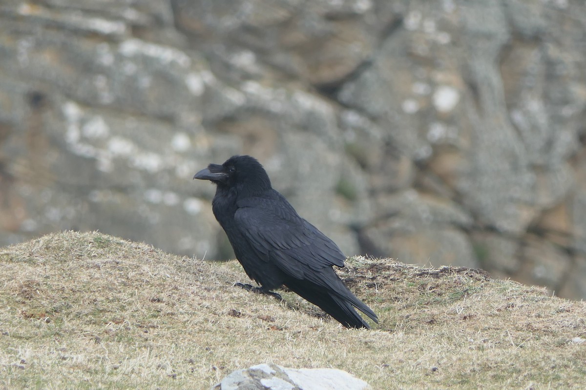 Common Raven - ML617414208