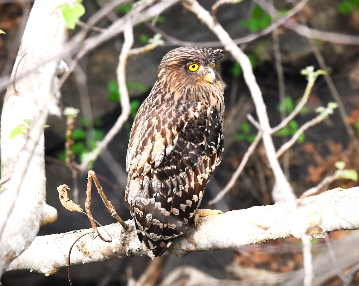 Brown Fish-Owl - mathew thekkethala