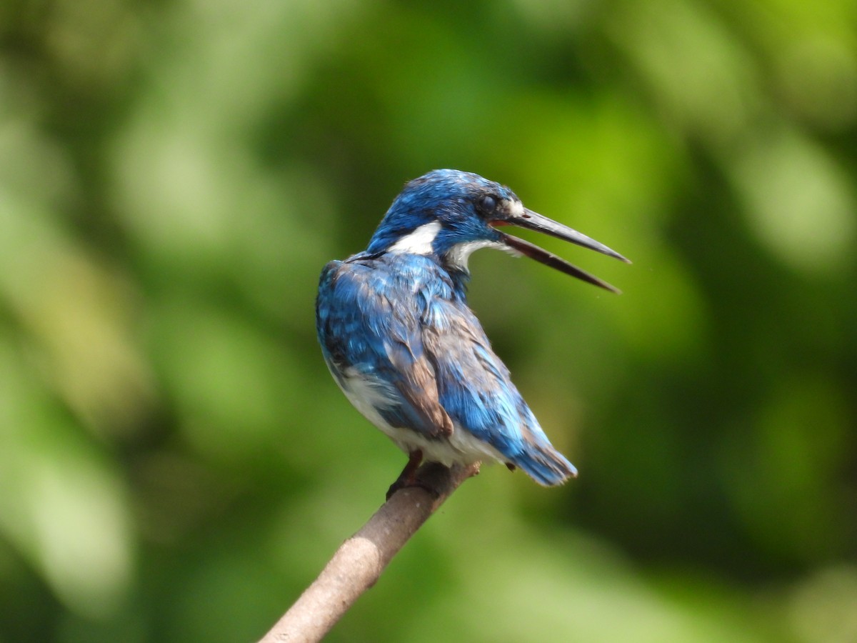 Small Blue Kingfisher - ML617414255