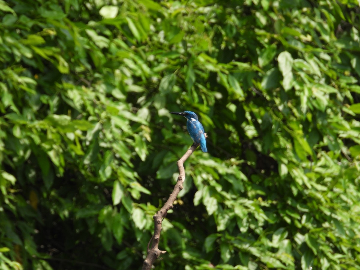 Small Blue Kingfisher - ML617414268