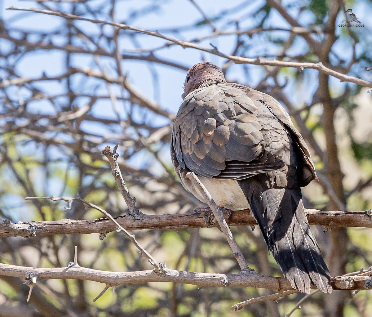 Laughing Dove - ML617414312