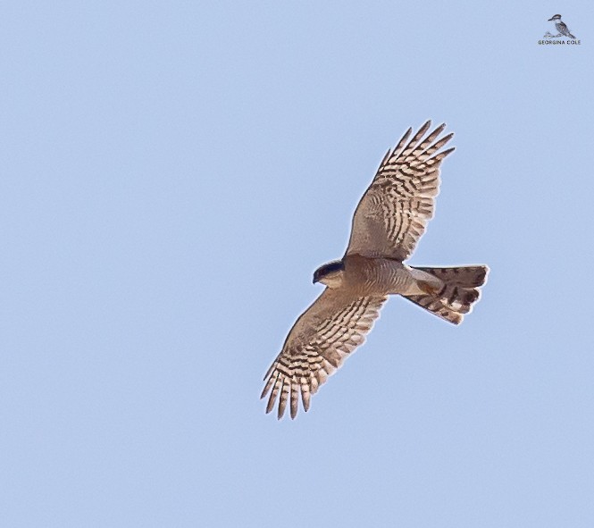 Eurasian Sparrowhawk - ML617414313