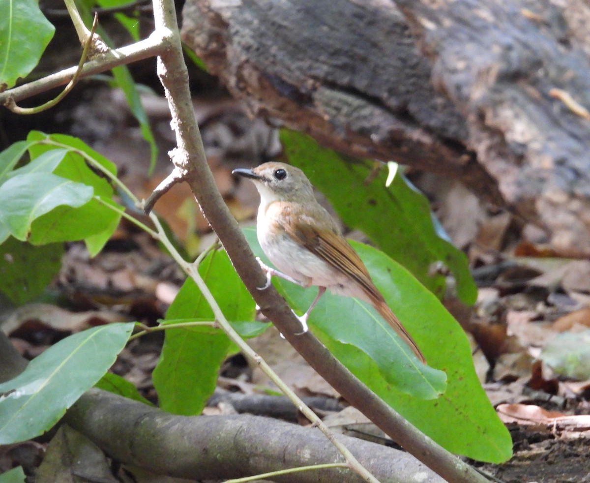 Fulvous-chested Jungle Flycatcher - ML617414314