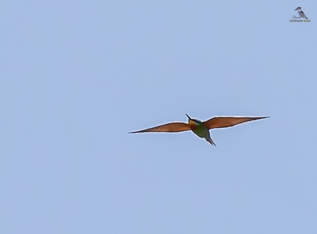 Blue-cheeked Bee-eater - ML617414317