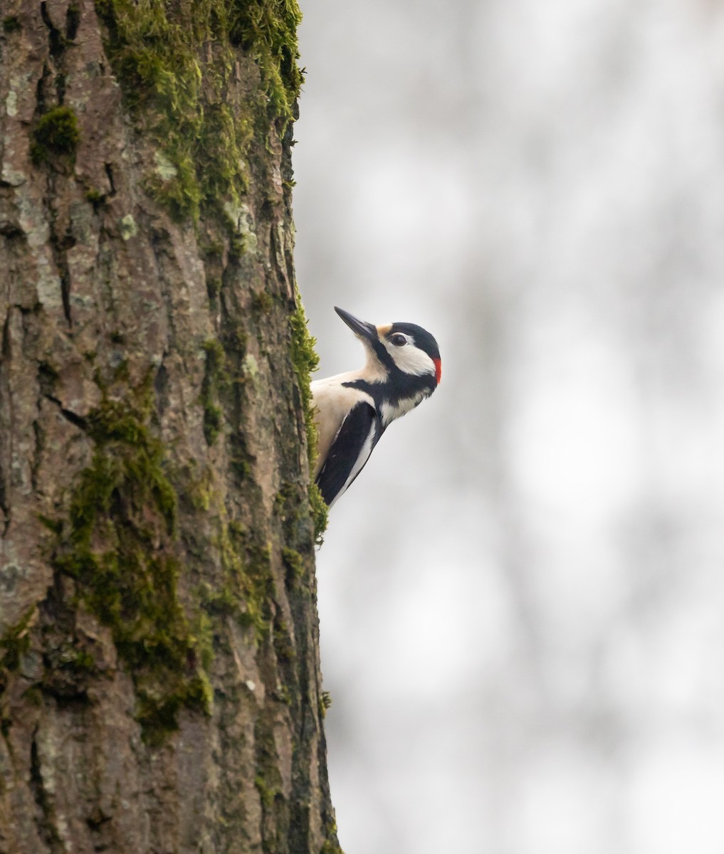 Great Spotted Woodpecker - ML617414318