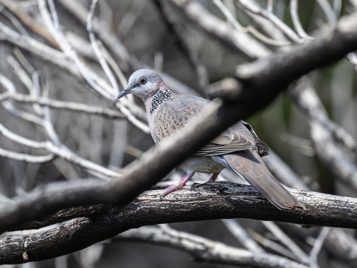 Spotted Dove - ML617414332