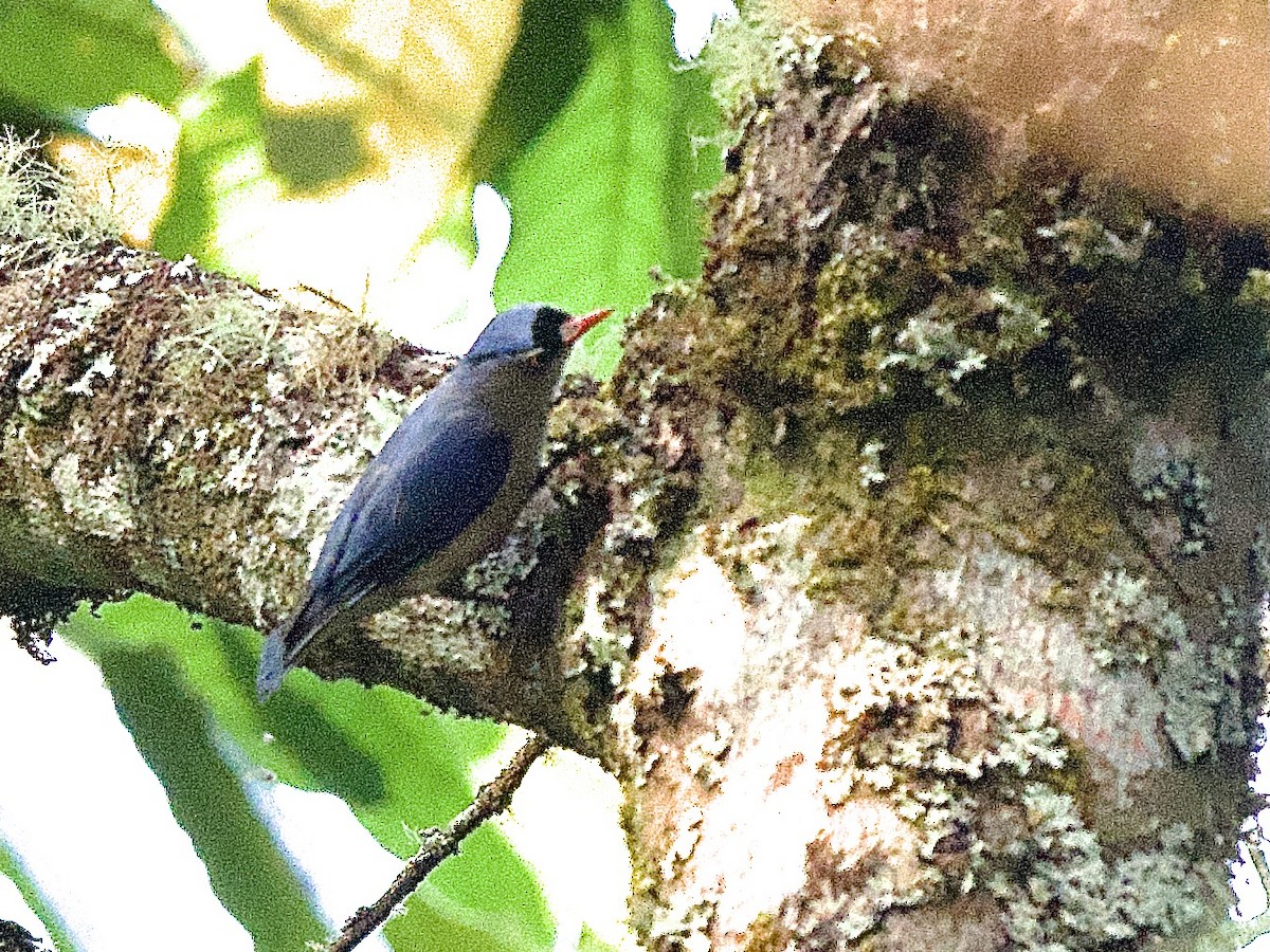 Velvet-fronted Nuthatch - ML617414362